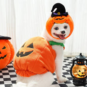 Small white dog wearing a Halloween pumpkin hat and orange pumpkin costume with a black witch hat accessory
